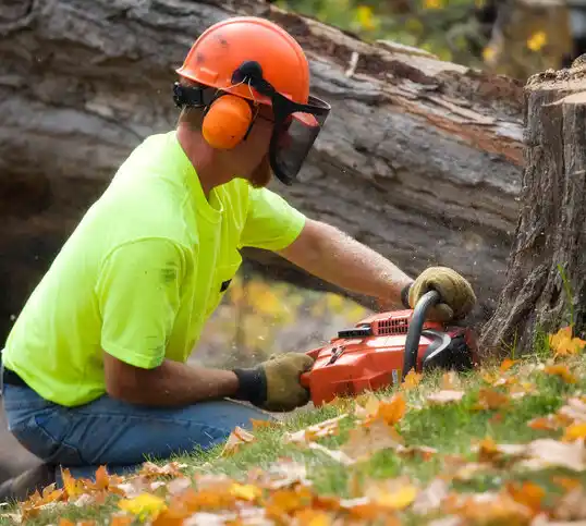 tree services Bradley Gardens